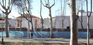 Morto il tasso centenario dell’Arena Borghesi. Le proteste di Legambiente e Italia Nostra