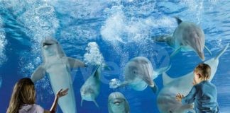 Pasqua nei parchi Costa in Romagna, a Oltremare è nato un cucciolo di wallaby bianco