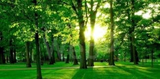 Cervia, Verde pubblico: Interventi di manutenzione per 910 mila euro