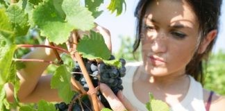 Vinitaly: Coldiretti, in vigna 1 giovane su 10