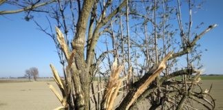 Legambiente, abbattimento alberi tutelati: stop al silenzio assenso