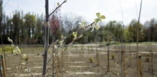 Cresce il bosco di Fusignano, sabato inaugura il bacino di laminazione