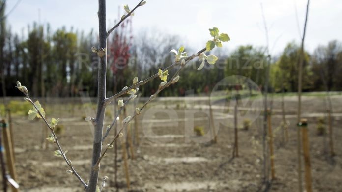 Bacino di laminazione di Fusignano