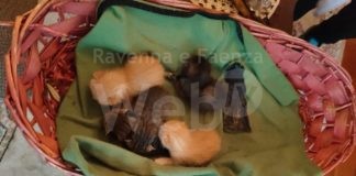 Abbandonati 5 gattini, Enpa: un atto da perfetto idiota