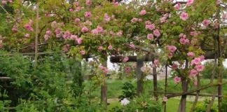 Torna la manifestazione “Giardini segreti”: 30 giardini privati della provincia di Ravenna aperti al pubblico per quattro week end