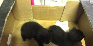 Cucciolata abbandonata a Voltana vicino a cassonetti dei rifiuti