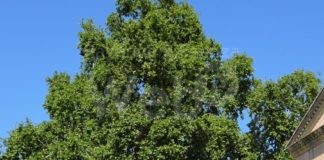 Memorie di giganti verdi: Il racconto degli alberi monumentali d’Italia dell’Emilia-Romagna. 9 nel ravennate