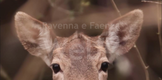 Italia Nostra: strage di daini a Ravenna? Le associazioni si mobilitano e chiedono boicottaggio riviera