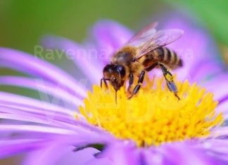 Giornata api: Coldiretti, salvano 75% dell’agricoltura italiana
