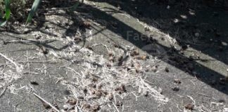 Cooperativa Villaggio del Fanciullo: denunciata un’anomala moria di api nella zona sud di Ravenna