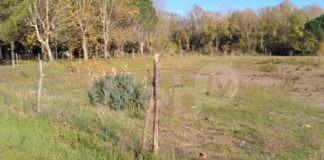 Ancisi: Sui daini, assenti le misure di prevenzione degli incidenti