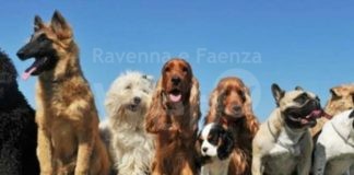 Lettera aperta di Nicoletta Zampriolo: “le associazioni animaliste dovrebbero rimanere assolutamente apartitiche”