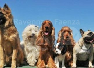 Animali alleati preziosi per le persone più vulnerabili: al via il primo bando regionale di pet therapy
