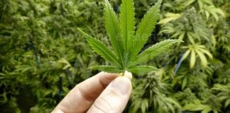Cannabis terapeutica, Mumolo (Pd): servono misure per aumentare la produzione e migliorare la formazione del personale sanitario