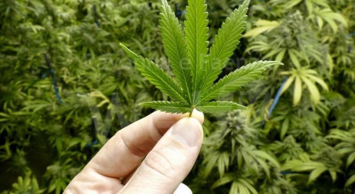 cannabis_terapeutica