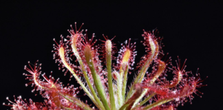 Piante Carnivore, l’esposizione all’Ex Convento di San Francesco