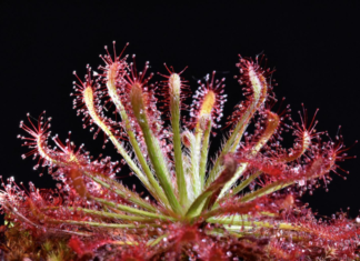 Piante Carnivore, l’esposizione all’Ex Convento di San Francesco