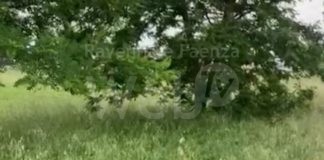 Mirri (NCI): Erba alta a Mezzano