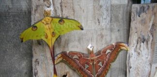 Due giorni dedicati alla biodiversità a Casa delle Farfalle