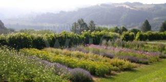Ripartono le attività al Giardino delle Erbe: Visite guidate, picnic, corsi di botanica e visite esperienziali