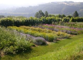 Auser Ravenna, domani sera la prima delle repliche del corso “Il bello di coltivare la vita”. Si parla di erbe aromatiche e spontanee
