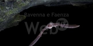 Vena del Gesso: un incontro sulla Seconda Guerra Mondiale e due appuntamenti dedicati ai pipistrelli