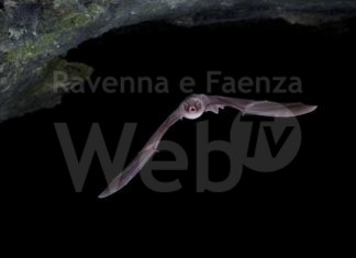 Vena del Gesso: un incontro sulla Seconda Guerra Mondiale e due appuntamenti dedicati ai pipistrelli