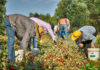 Al via la raccolta della frutta, Confagricoltura ER: Manca il 30% della manodopera