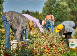 Al via la raccolta della frutta, Confagricoltura ER: Manca il 30% della manodopera