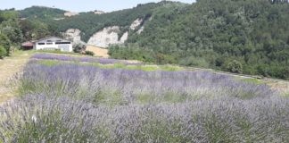 Casola Valsenio celebra la Giornata della Lavanda e Notte Viola
