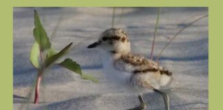 Ravenna in Comune: Grazie a chi ha salvato fratino