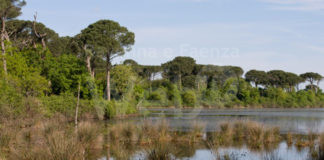 Gibertoni (Gruppo Misto): Modifiche pro-caccia nelle zone contigue al Parco del Delta. La direzione “si dimentica” la valutazione di incidenza ambientale