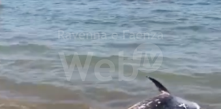 Delfino morto spiaggiato a Punta Marina