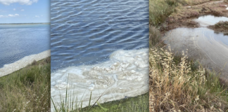 Grandi (Viva Ravenna): Cosa “bolle in pentola” nella pialassa Baiona?