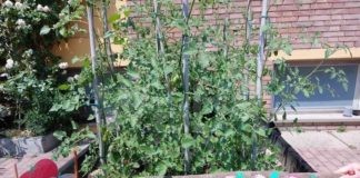 Fusignano: annunciati i vincitori del concorso «L’angolo fiorito»