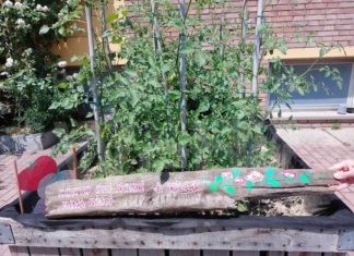 Fusignano: annunciati i vincitori del concorso «L’angolo fiorito»