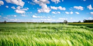 AIFE, Erba medica: Primo sfalcio, rese al di sotto delle aspettative: -20%