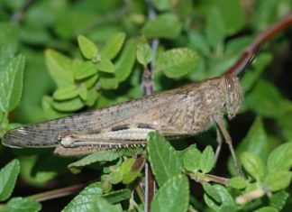 Coldiretti: Cavallette, bene le azioni per lotta biologica e prevenzione a difesa delle colture di collina e montagna