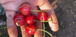 Caldo, Coldiretti: con 40 gradi frutta ustionata, -15% i raccolti