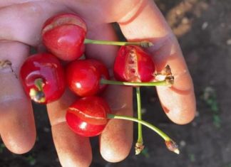 Caldo, Coldiretti: con 40 gradi frutta ustionata, -15% i raccolti
