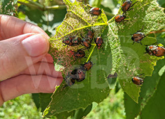 Caldo, Coldiretti: boom insetti da popillia a cavallette. Frutteti, campi, orti e giardini sotto attacco