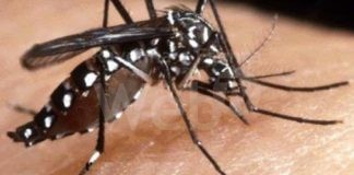 Disinfestazione straordinaria per un caso di Dengue in città