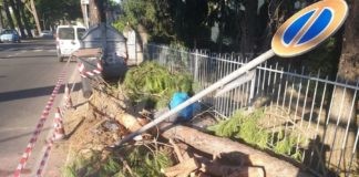 Nuovi rilievi della Polizia Locale per accertare le cause della caduta del pino