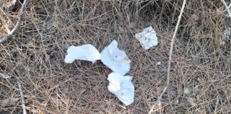 Italia Nostra: Basta imboscati in pineta a Lido di Dante. Chiusura subito se si vogliono evitare nuovi roghi.