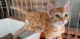 Enpa Lugo: Quando sterilizzare è contro natura ma trattare come rifiuti i cuccioli non lo è