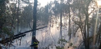 Un altro incendio nella pineta di Lido di Dante