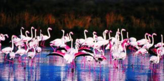 Cervia: MUSA incontra Natura Biodiversità e Sale