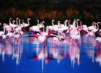 Cervia: MUSA incontra Natura Biodiversità e Sale