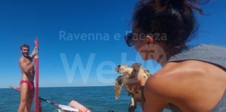 Nell’ultima settimana salvate due tartarughe e numerosi cuccioli di trigone viola in difficoltà