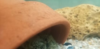 Progetto Go, un habitat artificiale per salvare la specie ittica a rischio